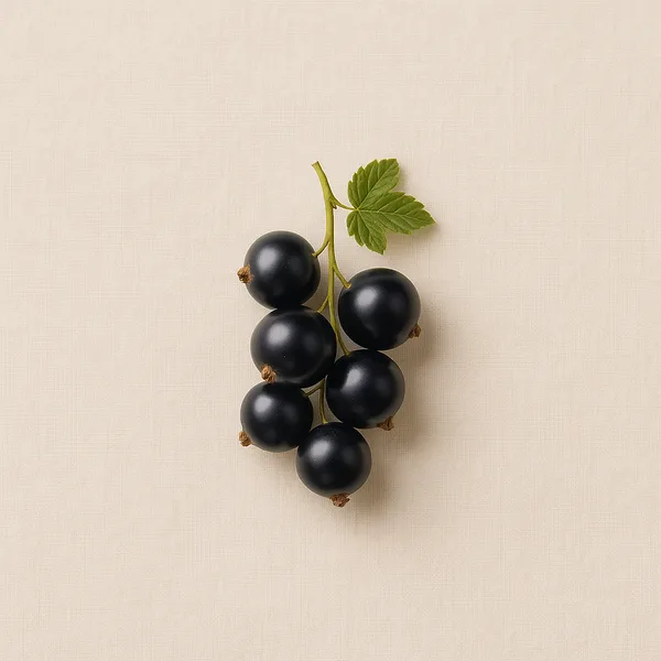Schwarze Johannisbeere